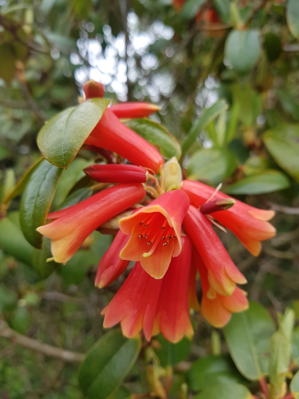 R. keysii